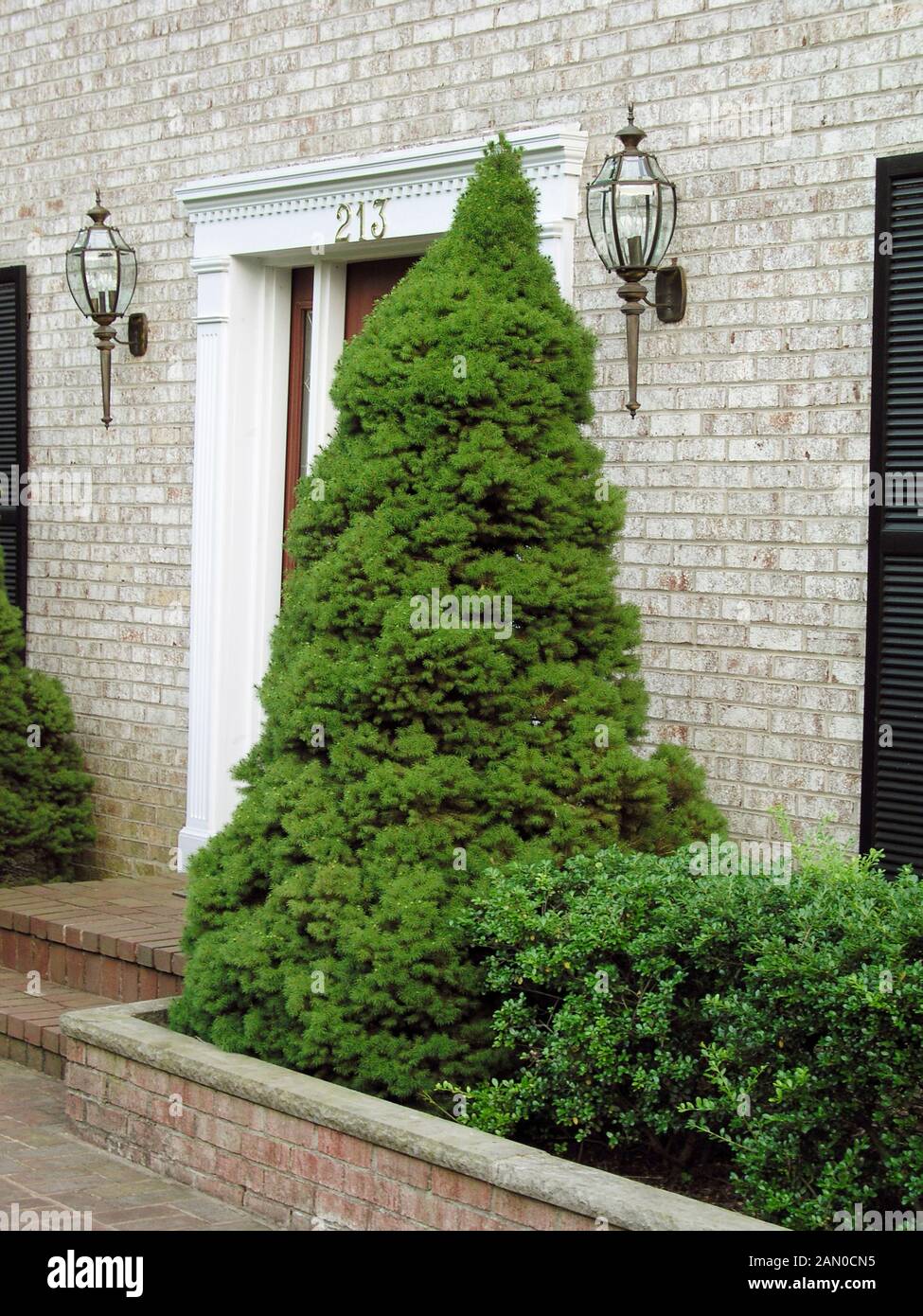PICEA GLAUCA ALBERTINA CONICA AGAINST WALL BY FRONT DOOR Stock Photo