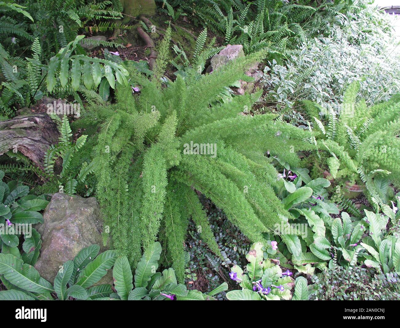 ASPARAGUS DENSIFLORUS MYERSII (FOXTAIL FERN Stock Photo Alamy