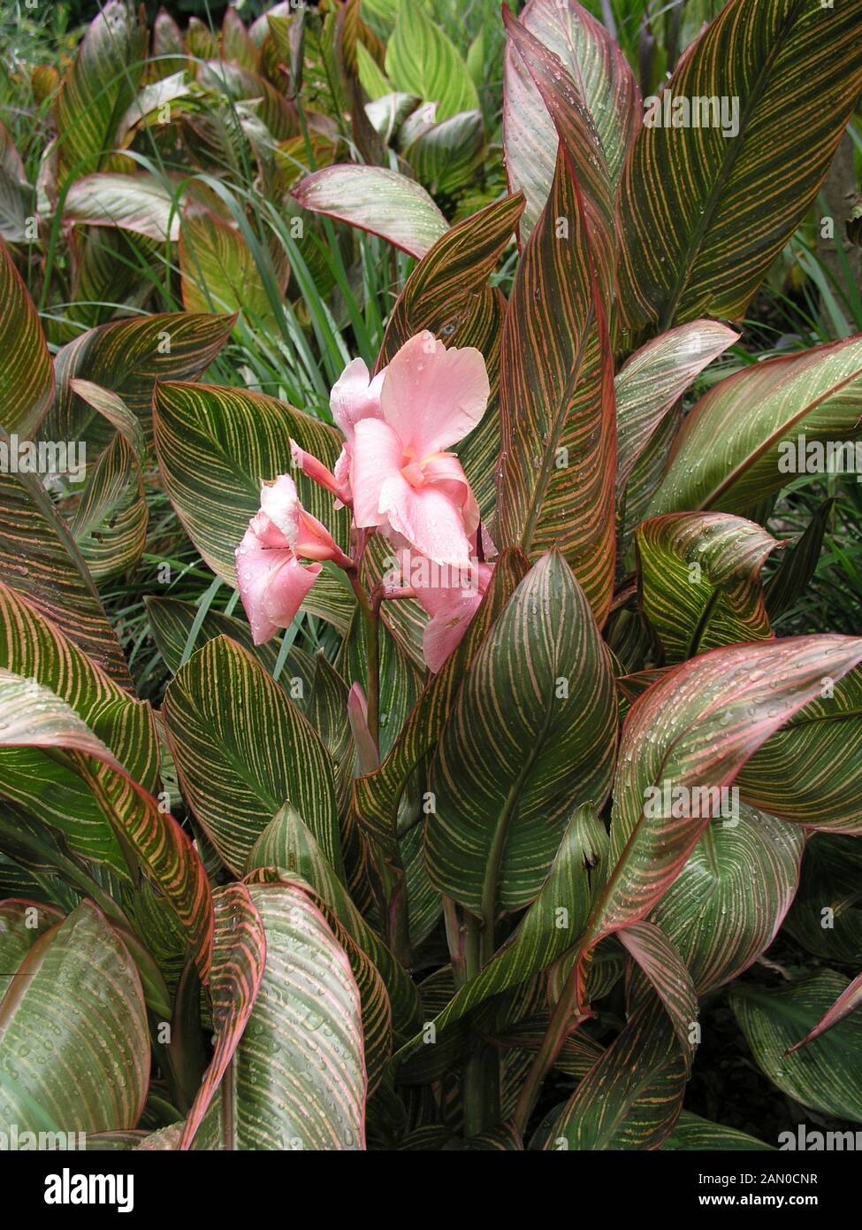 Pink Sunburst Canna Lily - Canna x generalis 'Pink Sunburst', Rare Plant  Seeds