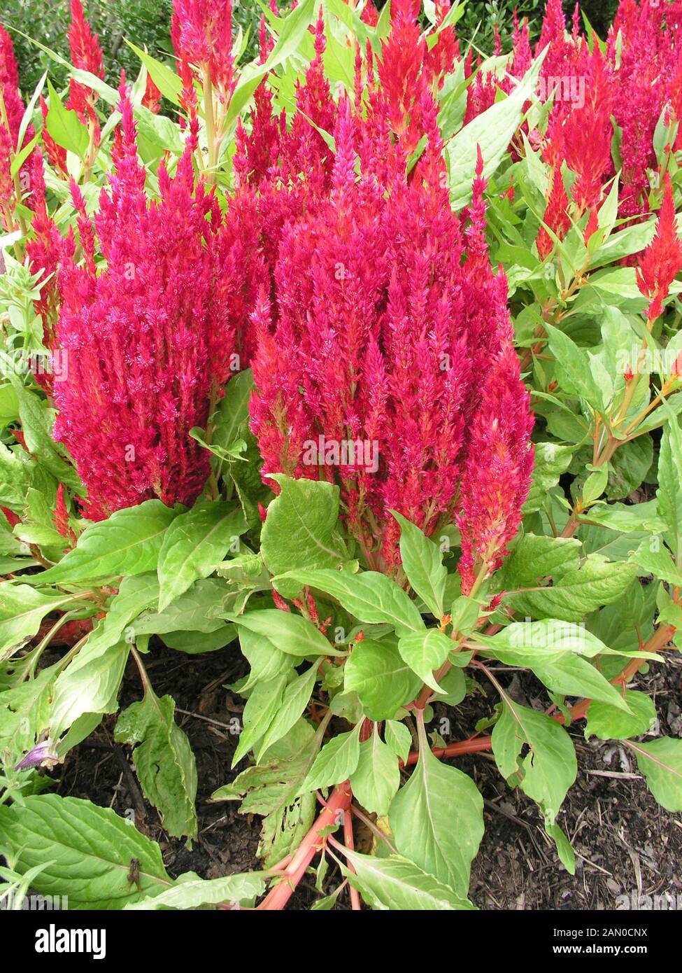 CELOSIA PLUMOSA FRESH LOOK RED Stock Photo - Alamy