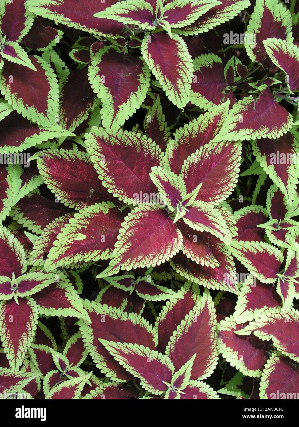 Coleus Defiance High Resolution Stock Photography and Images - Alamy