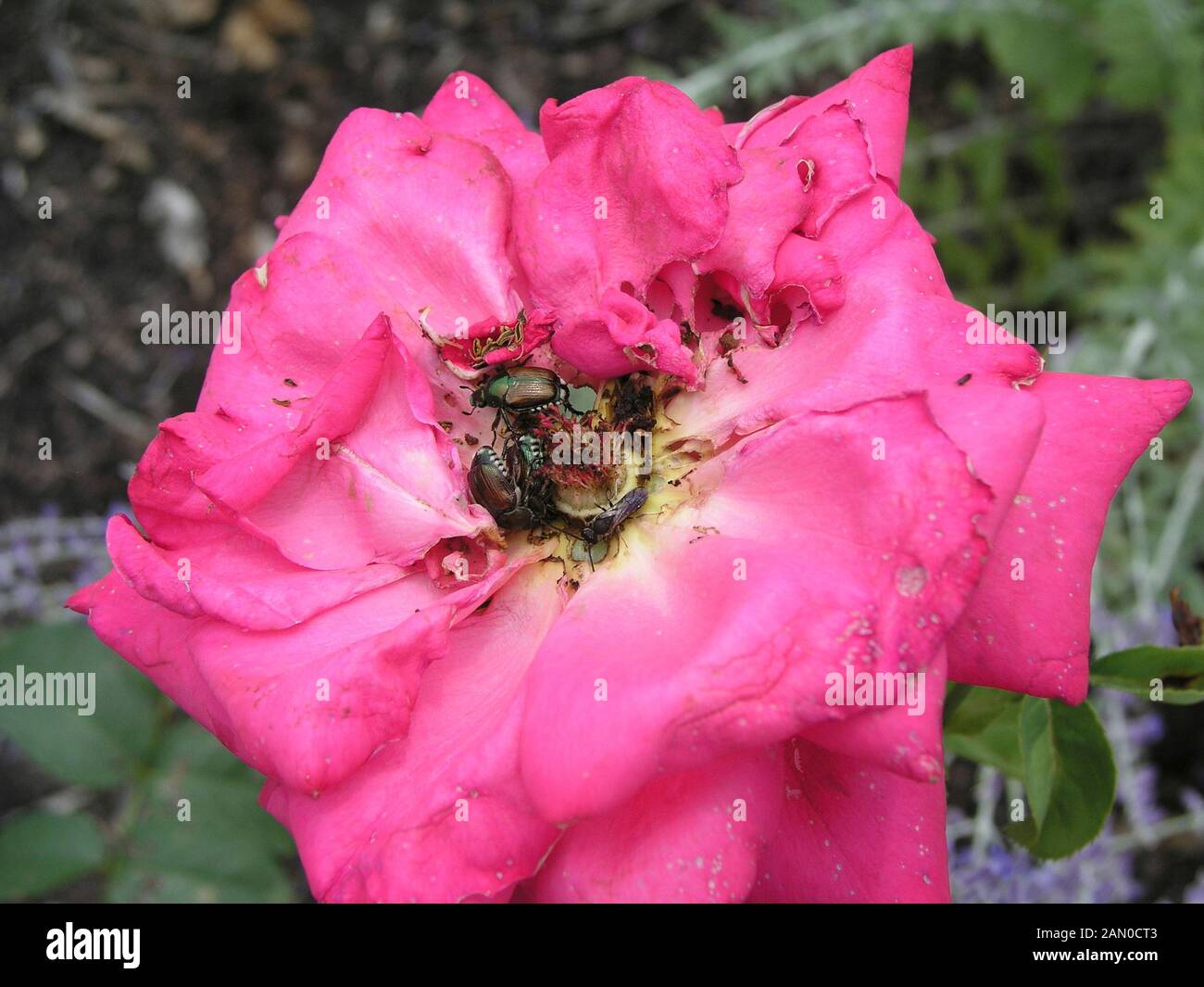 JAPANESE BEETLES ON ROSE Stock Photo Alamy