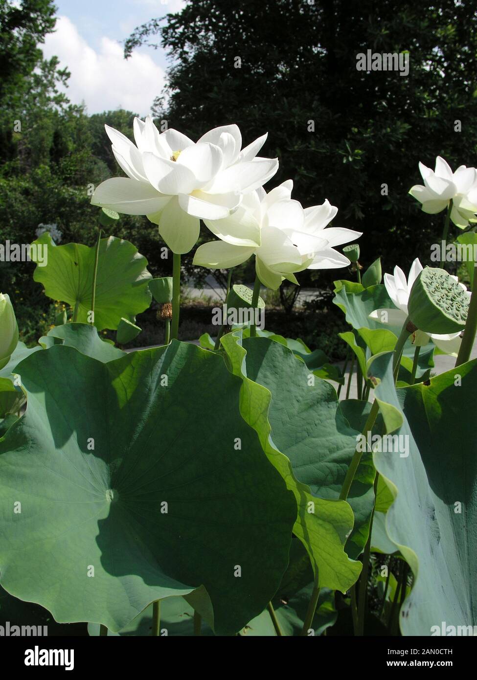 Nelumbo Nucifera 'Alba Grandiflora' White Lotus (Bare Root