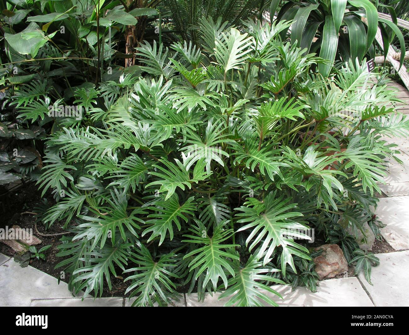 Philodendron Xanadu High Resolution Stock Photography and Images - Alamy