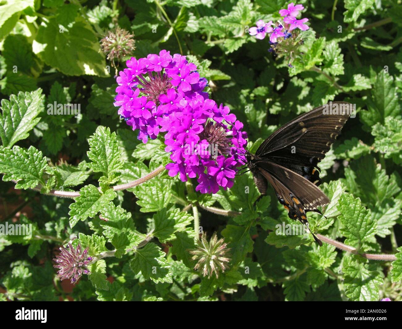 VERBENA HOMESTEAD PURPLE WITH BUTTERFLY Stock Photo Alamy