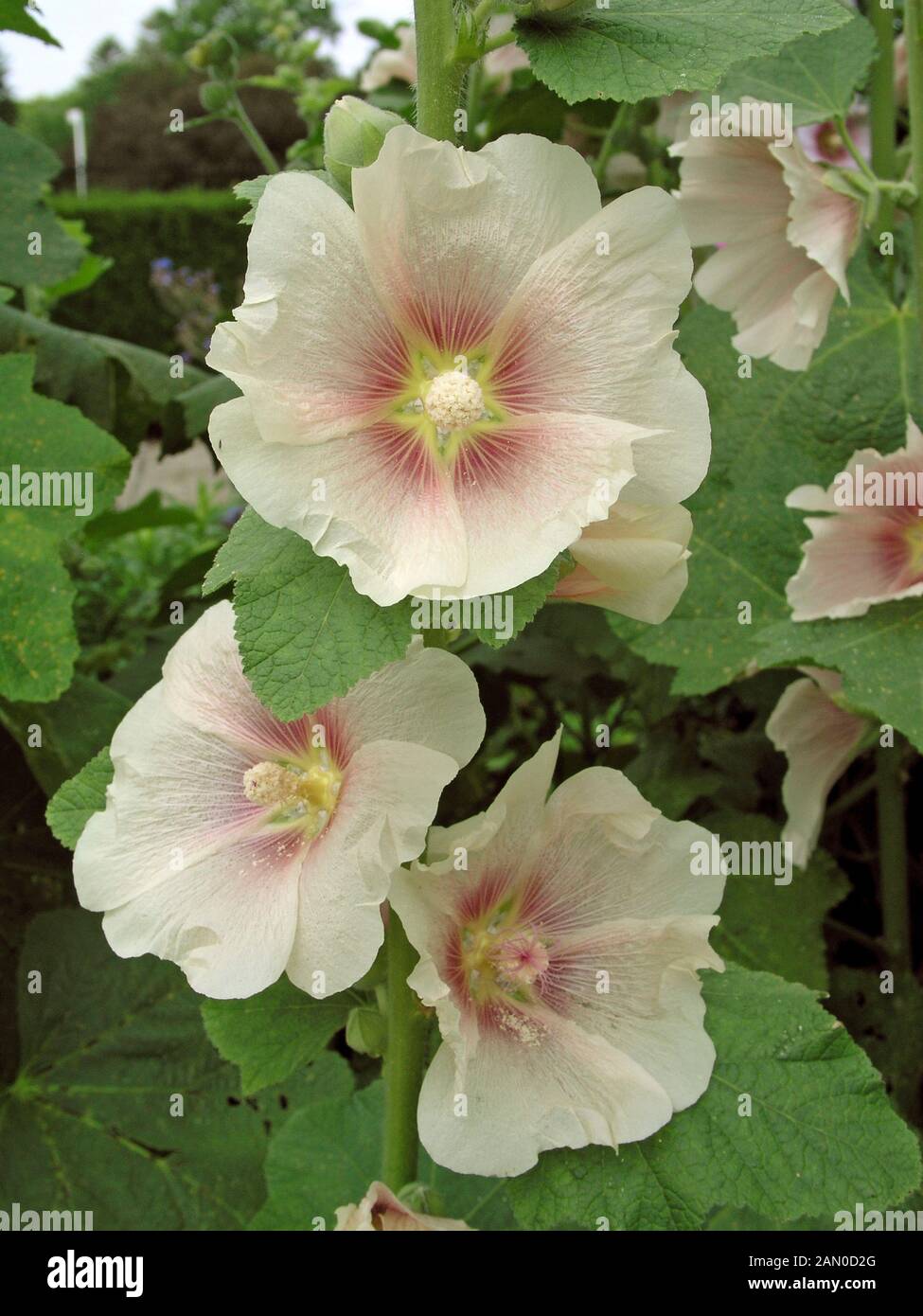 ALCEA ROSEA LIGHT PINK  (HOLLYHOCKS) Stock Photo