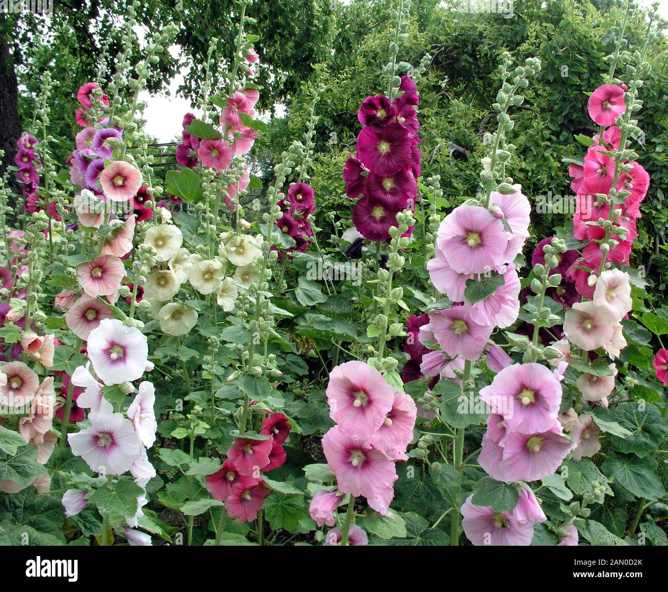 ALCEA ROSEA MIXED  (HOLLYHOCKS) Stock Photo