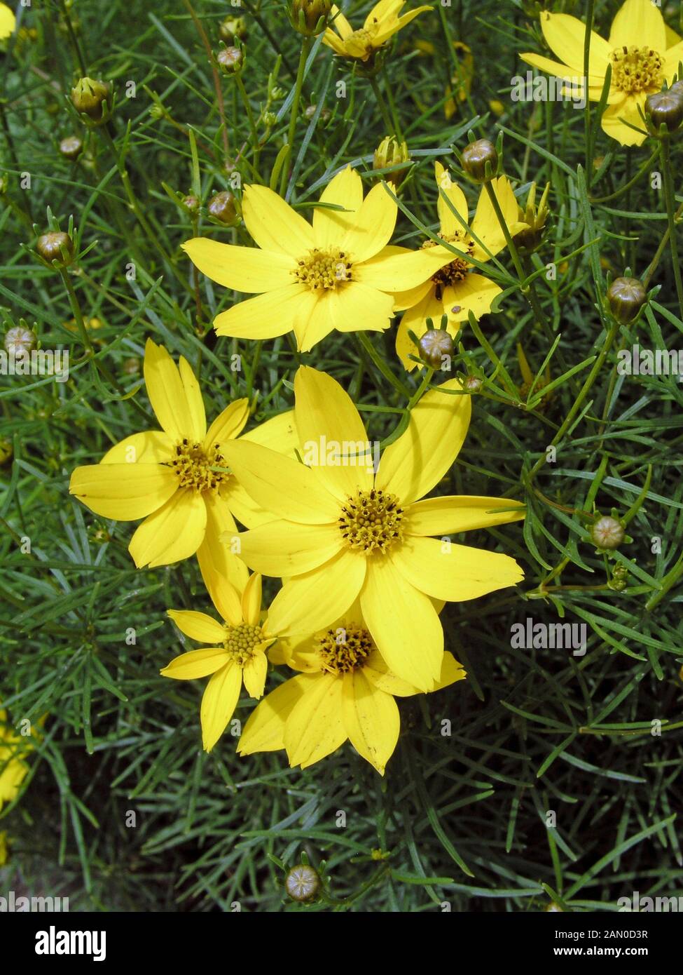 Staude Mädchenauge Coreopsis verticillata Moonbeam