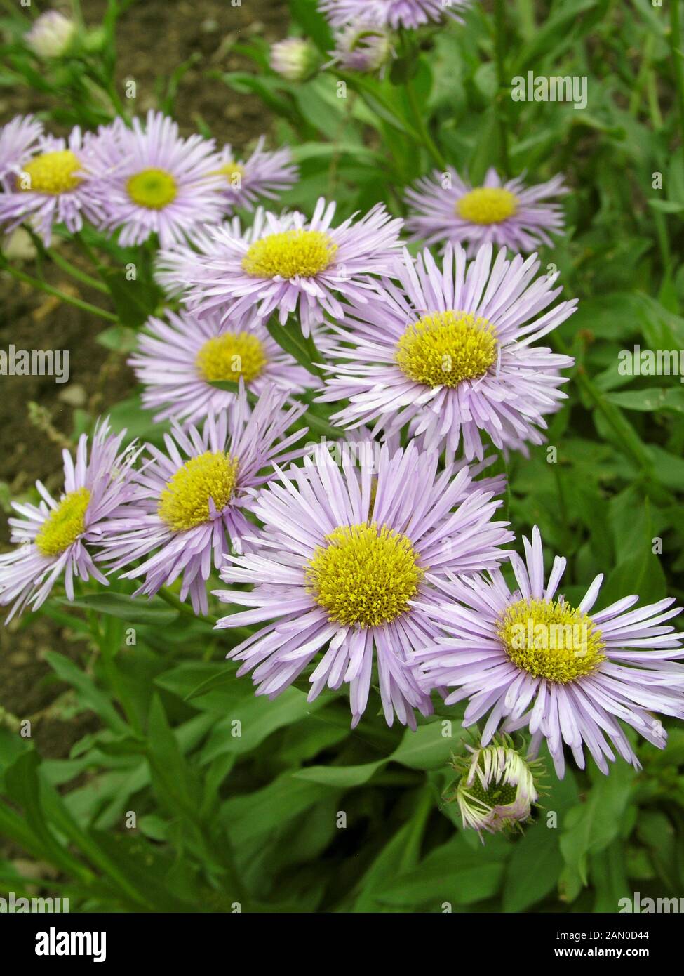 ERIGERON SPECIOSUS PROSPERITY Stock Photo Alamy