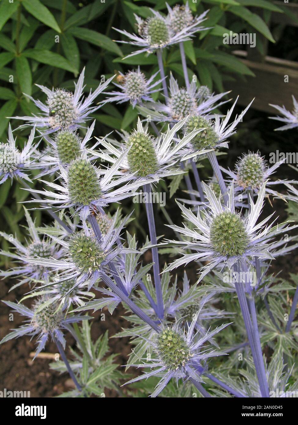 ERYNGIUM SAPPHIRE BLUE Stock Photo Alamy