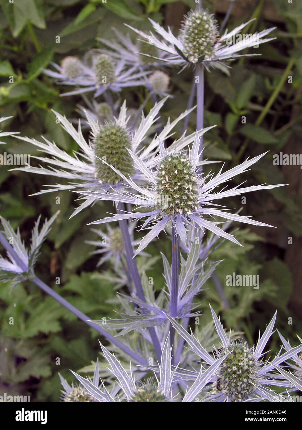 ERYNGIUM SAPPHIRE BLUE Stock Photo Alamy
