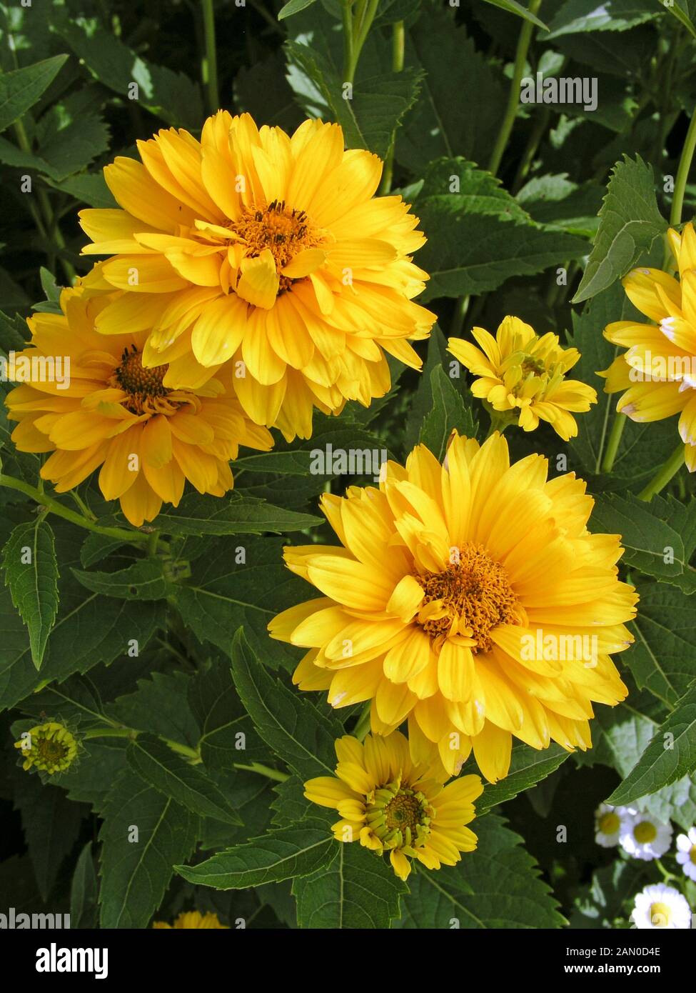 HELIOPSIS HELIANTHOIDES SUMMER SUN (SOMMERSONNE) Stock Photo