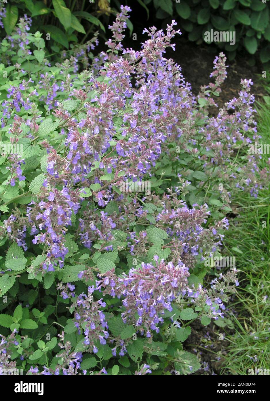 NEPETA DROPMORE BLUE Stock Photo Alamy