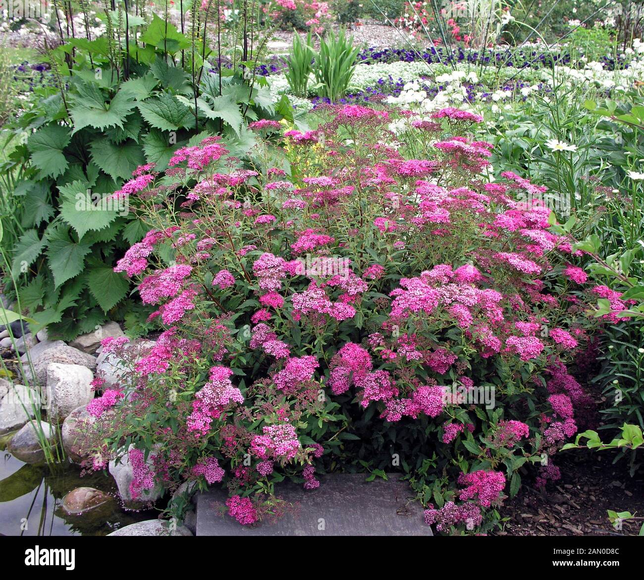 Spiraea Bumalda Stock Photos Spiraea Bumalda Stock Images Alamy