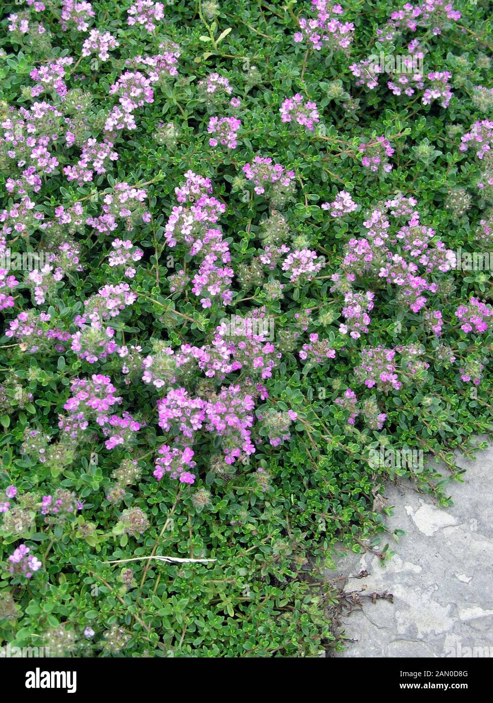Featured image of post Purple Carpet Thyme : Garden thyme (thymus vulgaris linn.) click on graphic for larger image.