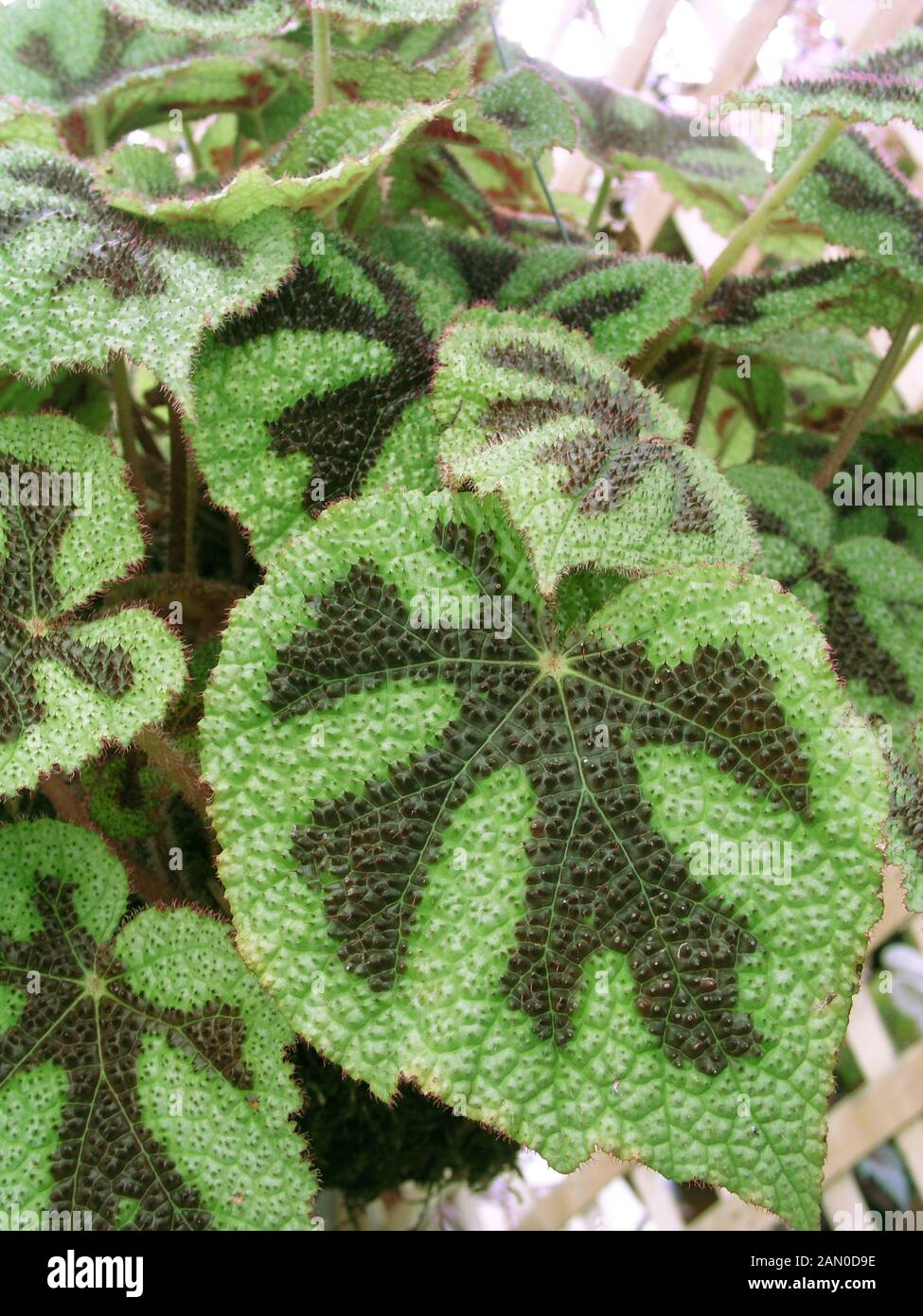 BEGONIA IRON CROSS Stock Photo Alamy