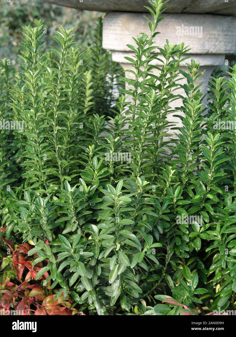 EUONYMUS JAPONICA MICROPHYLLA Stock Photo