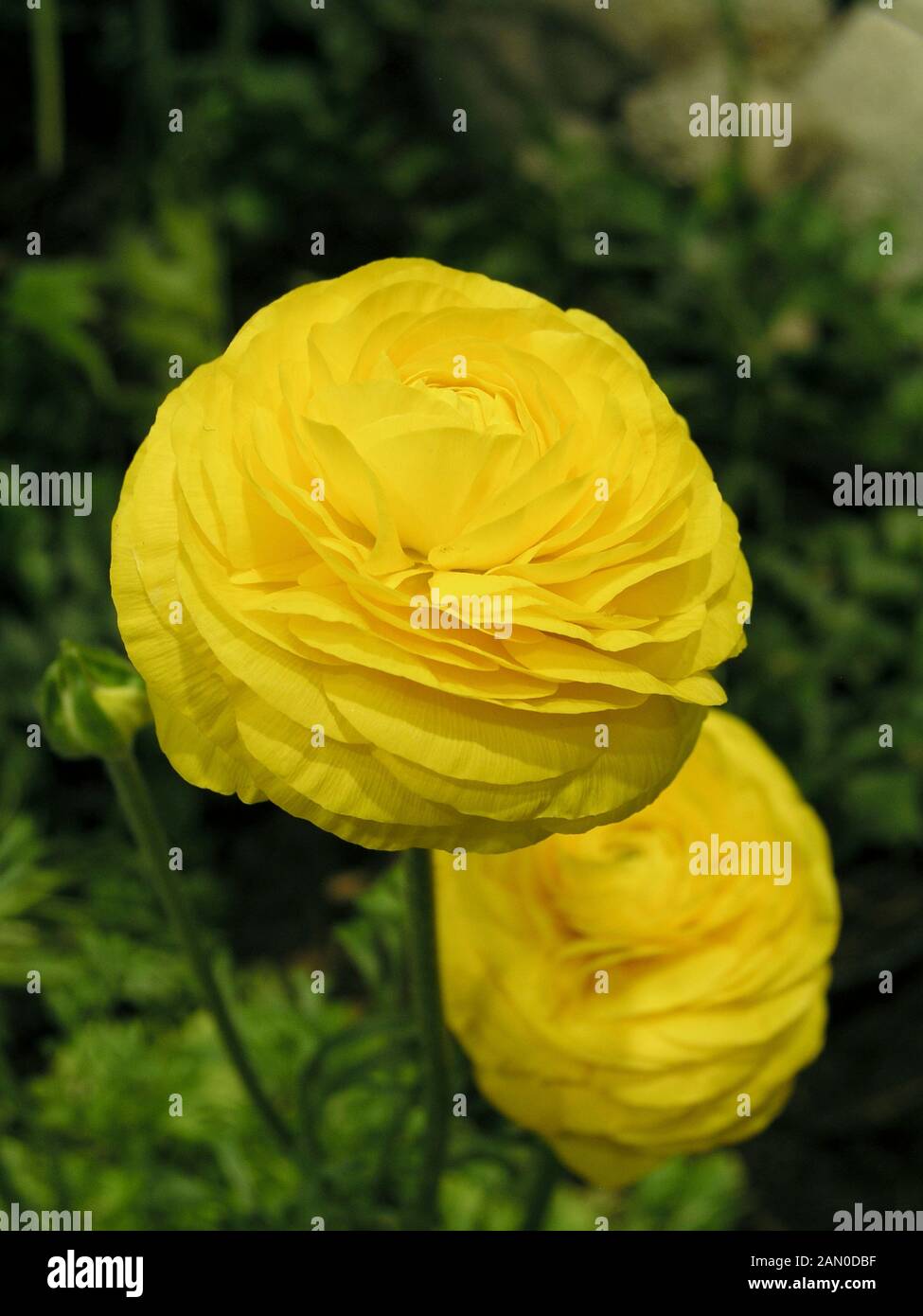 Ranunculus asiaticus yellow hi-res stock photography and images - Alamy