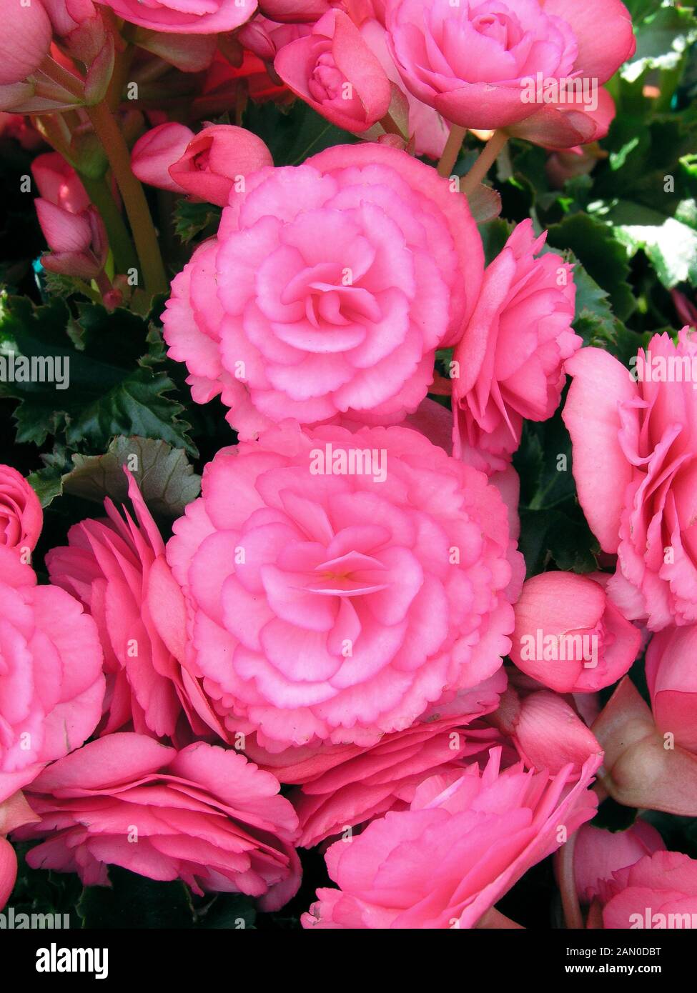 BEGONIA NON STOP PINK Stock Photo Alamy