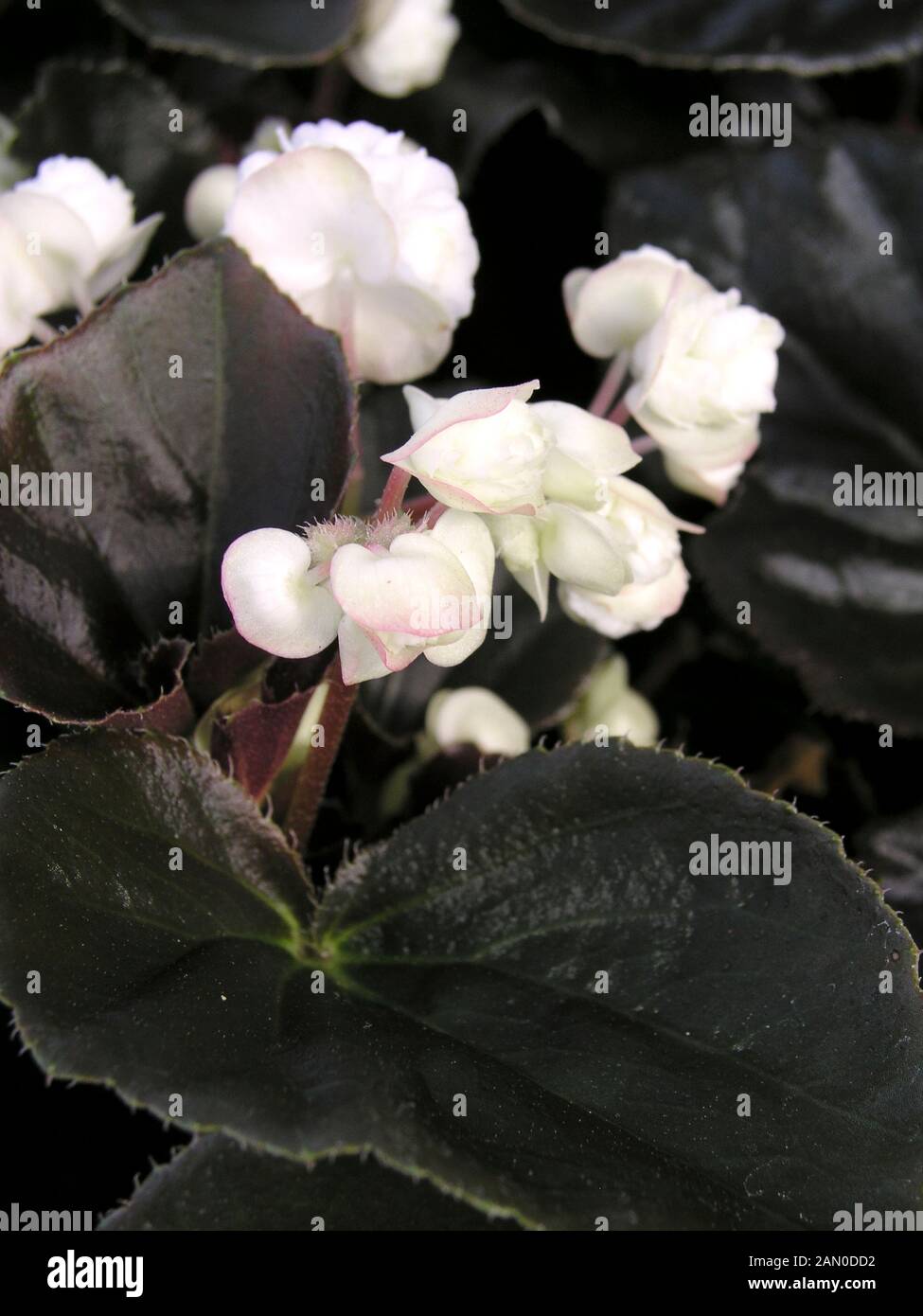BEGONIA SEMPERFLORENS DOUBLET WHITE Stock Photo Alamy