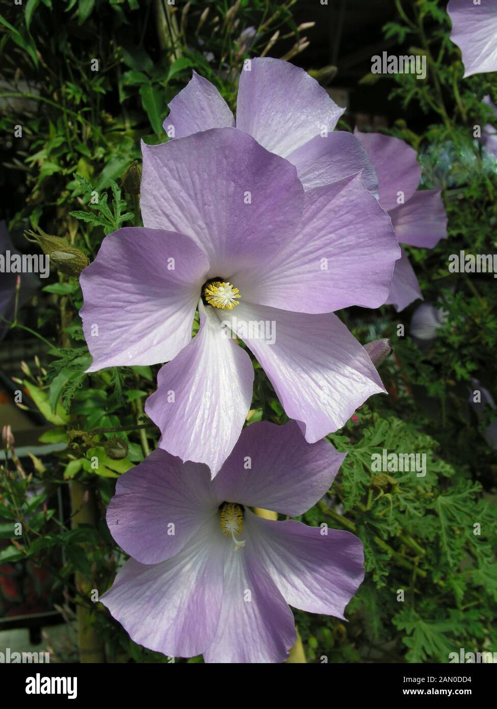 Alyogyne huegelii santa cruz hires stock photography and images Alamy