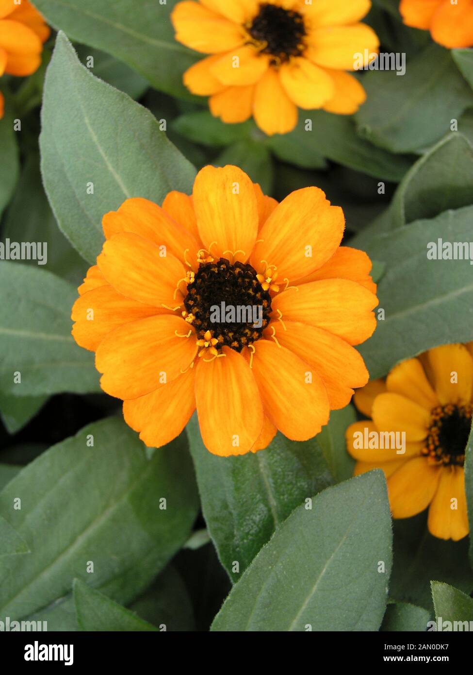 ZINNIA PROFUSION ORANGE Stock Photo Alamy