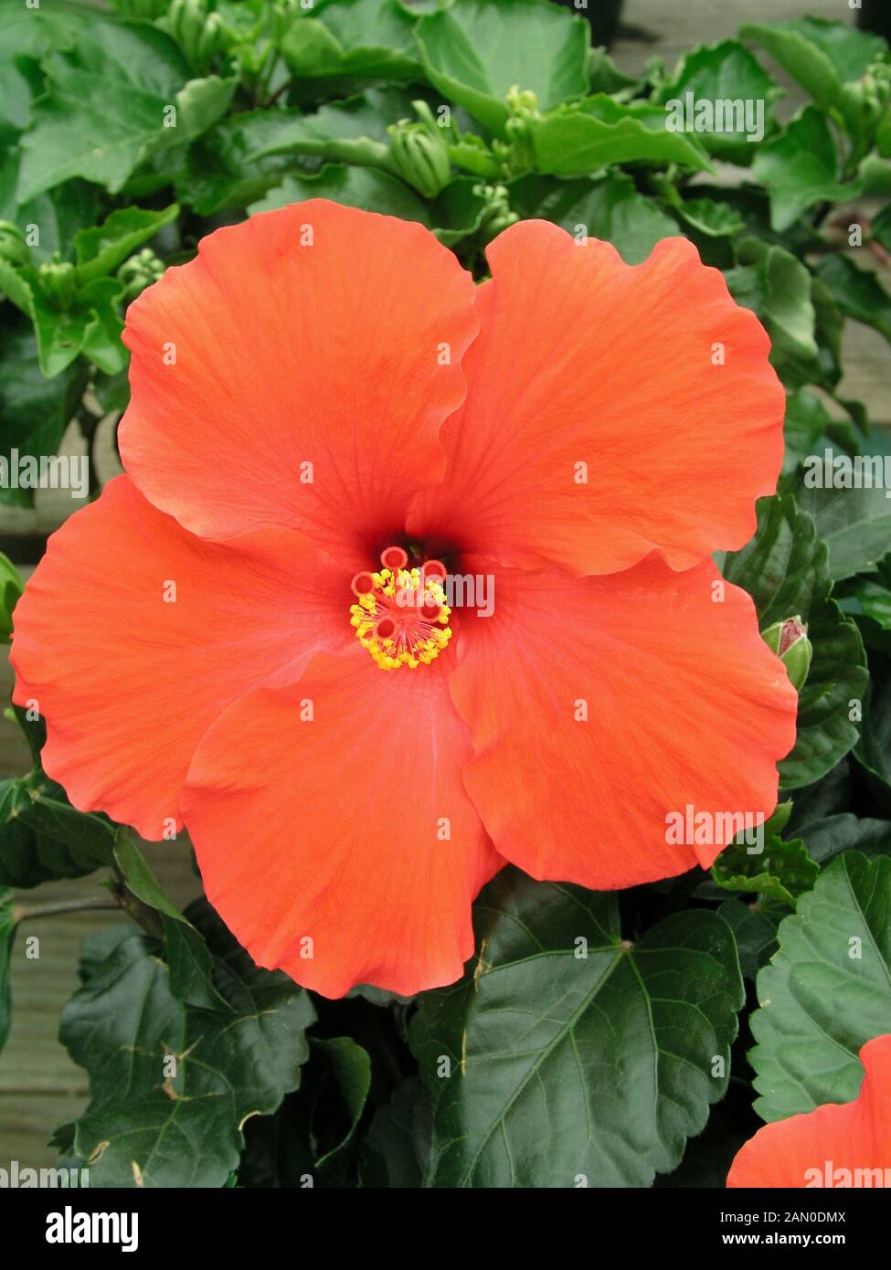 HIBISCUS ROSA-SINENSIS BRILLIANT RED Stock Photo