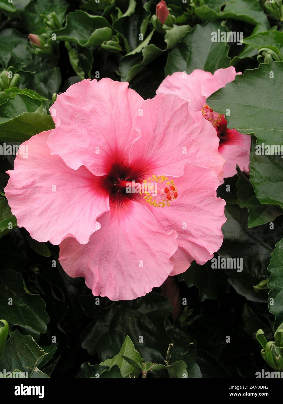 HIBISCUS ROSASINENSIS WHIRLWIND Stock Photo Alamy