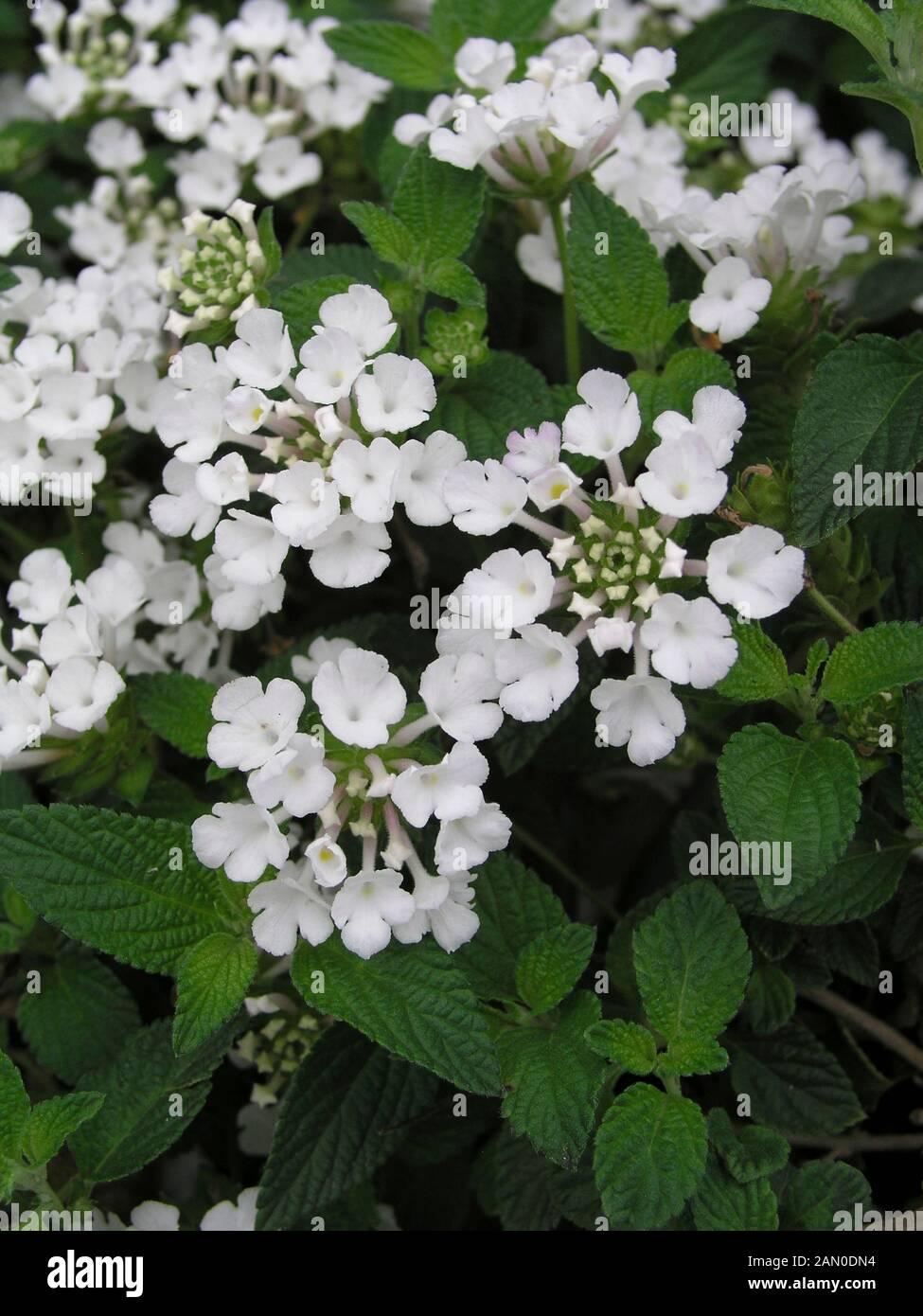 LANTANA WHITE LIGHTNIN Stock Photo Alamy