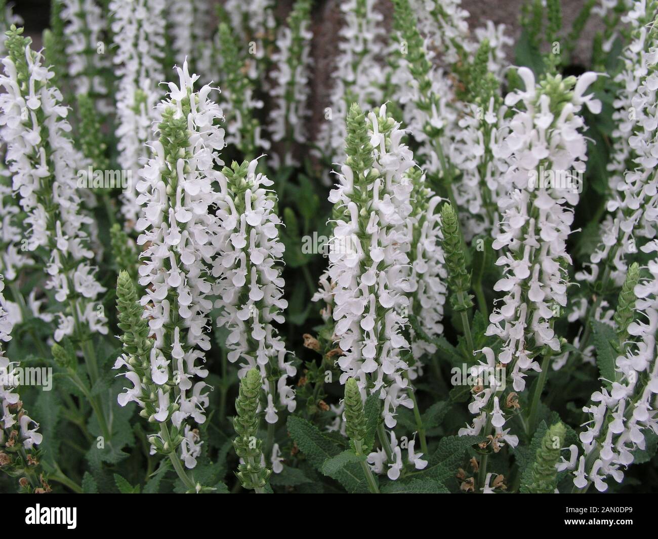 Salvia sylvestris hi-res stock photography and images - Alamy