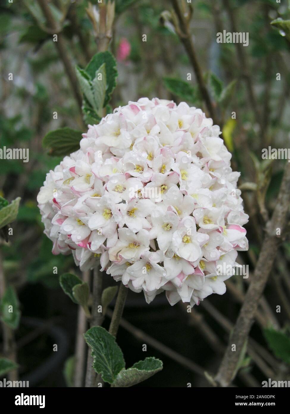 VIBURNUM CARLESII CAYUGA Stock Photo Alamy