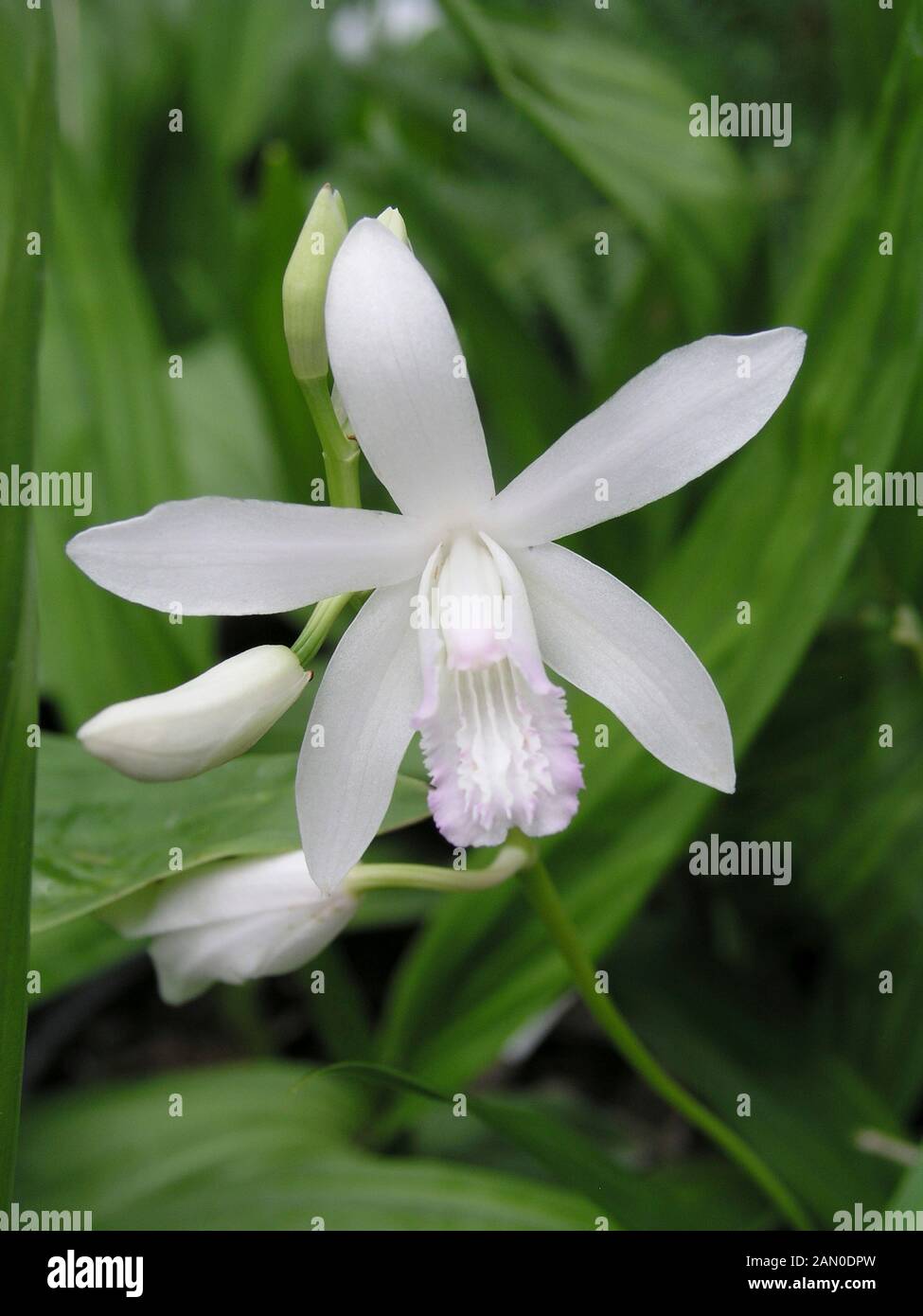 Bletilla hi-res stock photography and images - Alamy