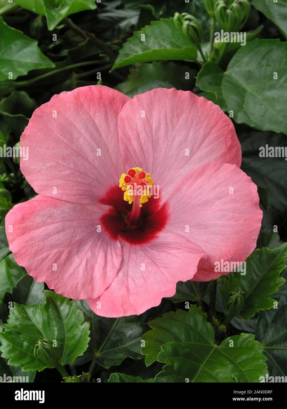 HIBISCUS ROSA-SINENSIS CAPTIVA WIND Stock Photo