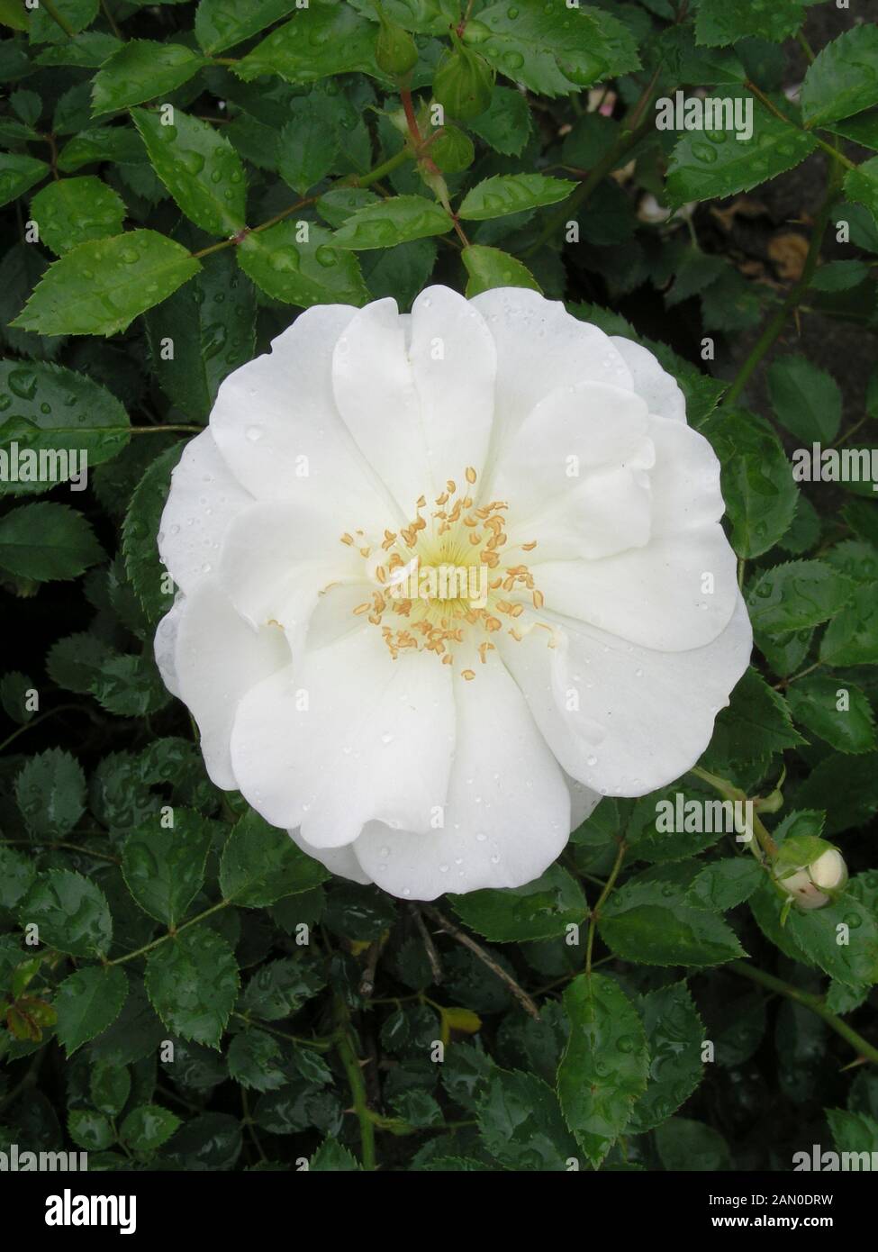 ROSA 'FLOWER CARPET WHITE' Stock Photo