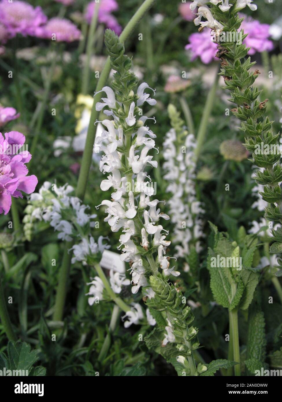 Salvia Sylvestris High Resolution Stock Photography and Images - Alamy