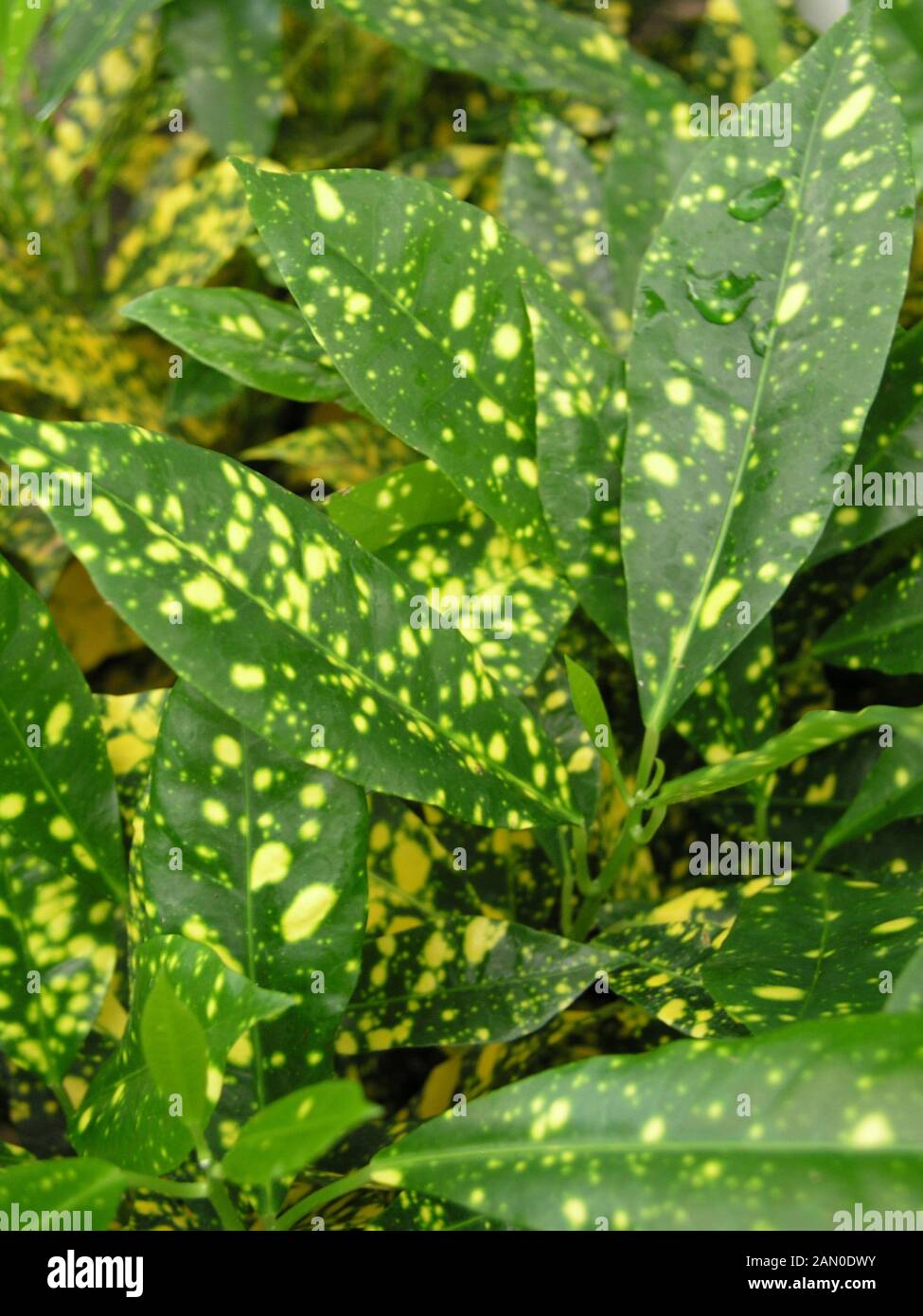 AUCUBA GOLD DUST Stock Photo - Alamy