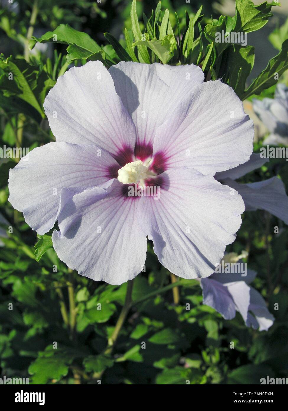 HIBISCUS SYRIACUS BLUE SATIN Stock Photo - Alamy