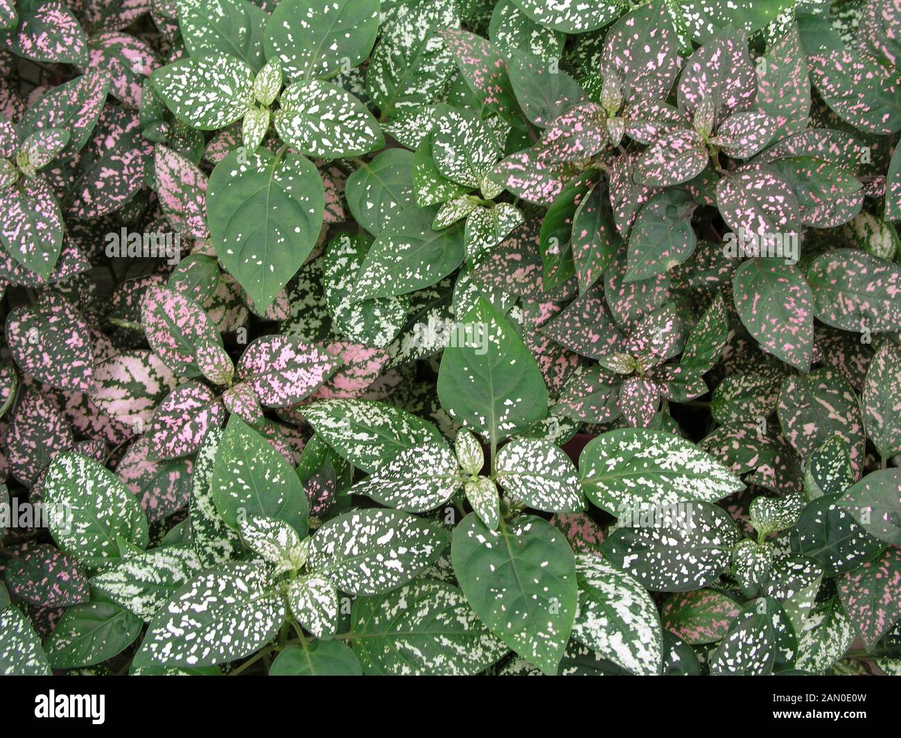 HYPOESTES PHYLLOSTACHYA MIX Stock Photo