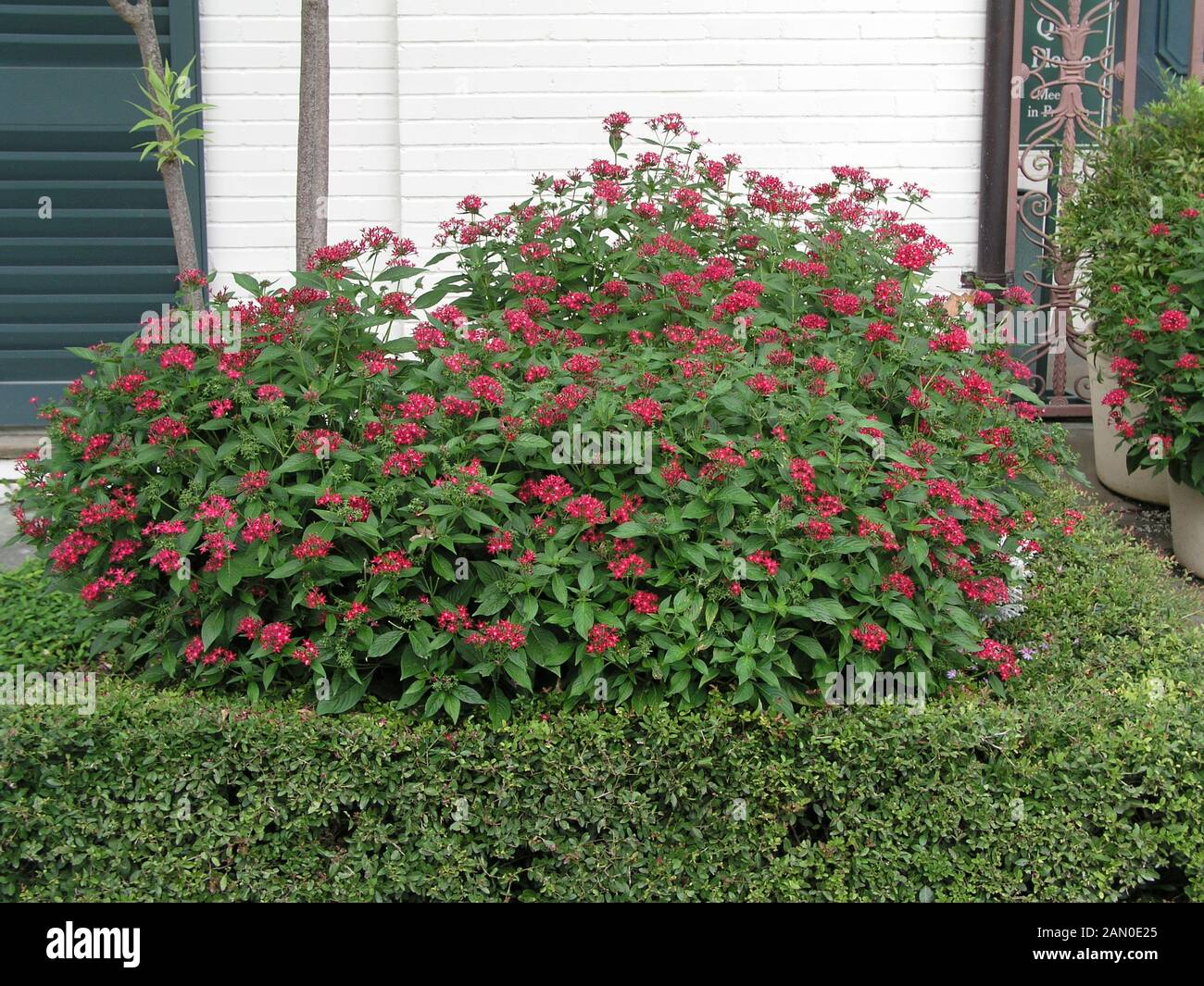 PENTAS LANCEOLATA BUTTERFLY RED Stock Photo