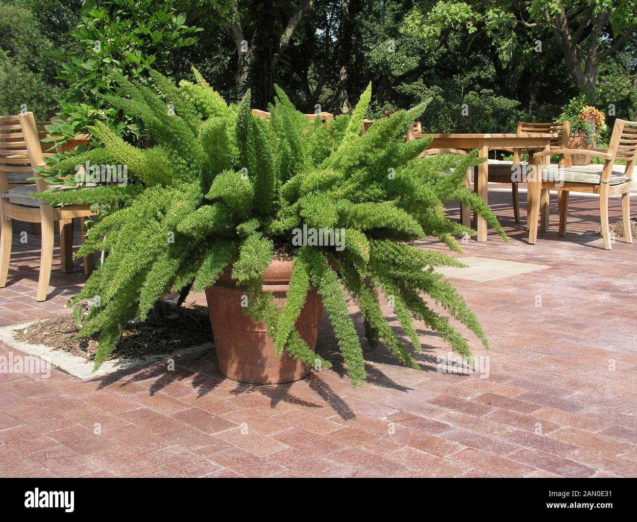 ASPARAGUS DENSIFLORUS MEYERSII Stock Photo Alamy