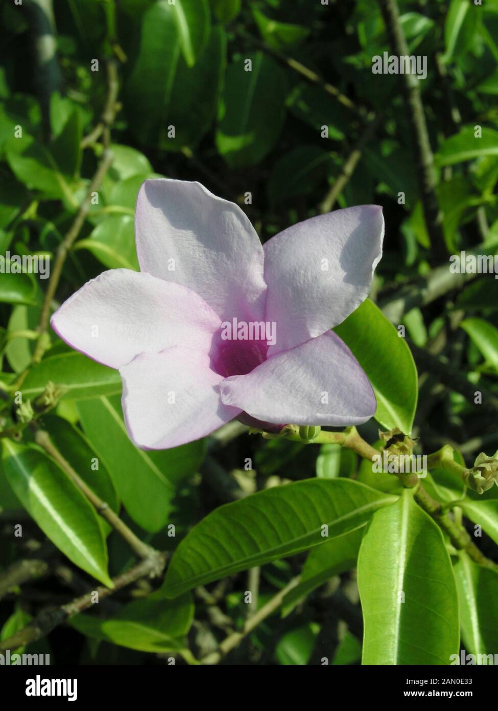 Cryptostegia grandiflora hi-res stock photography and images - Alamy