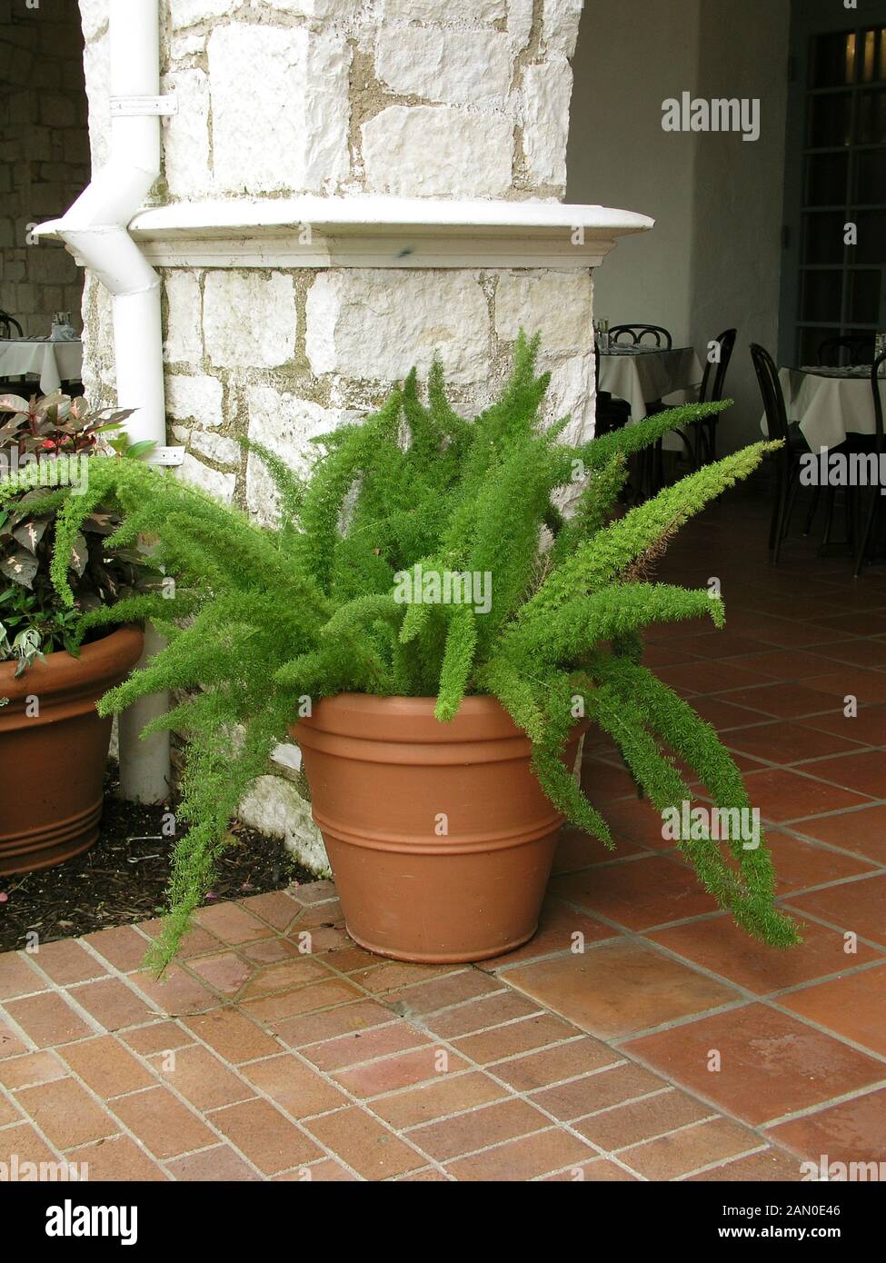 ASPARAGUS DENSIFLORUS MEYERSII Stock Photo Alamy