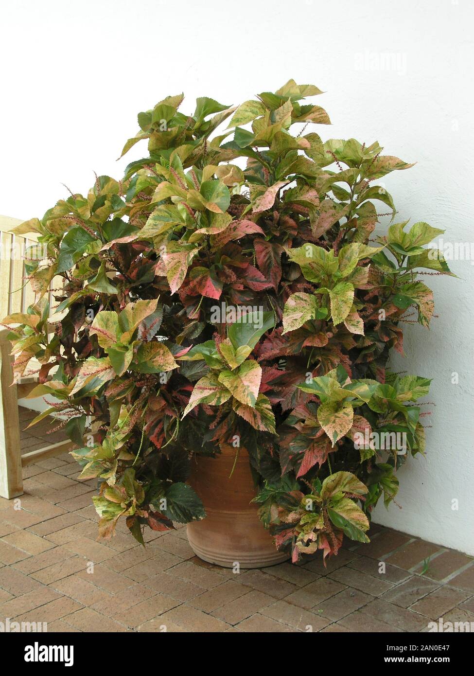 ACALYPHA WILKESIANA IN CONTAINER Stock Photo
