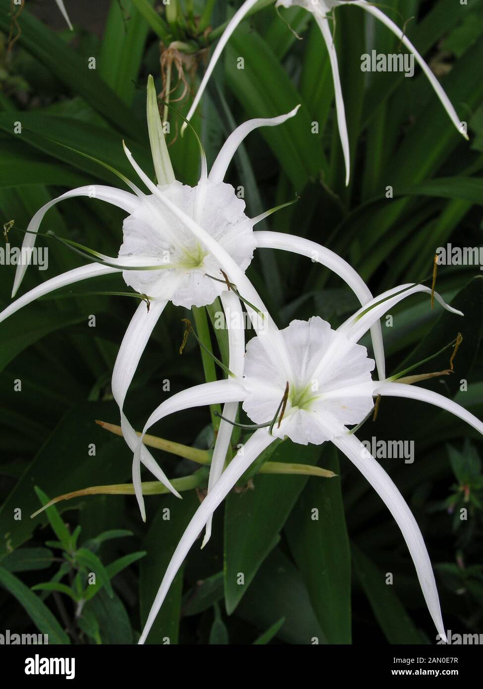 HYMENOCALLIS TROPICAL GIANT Stock Photo - Alamy