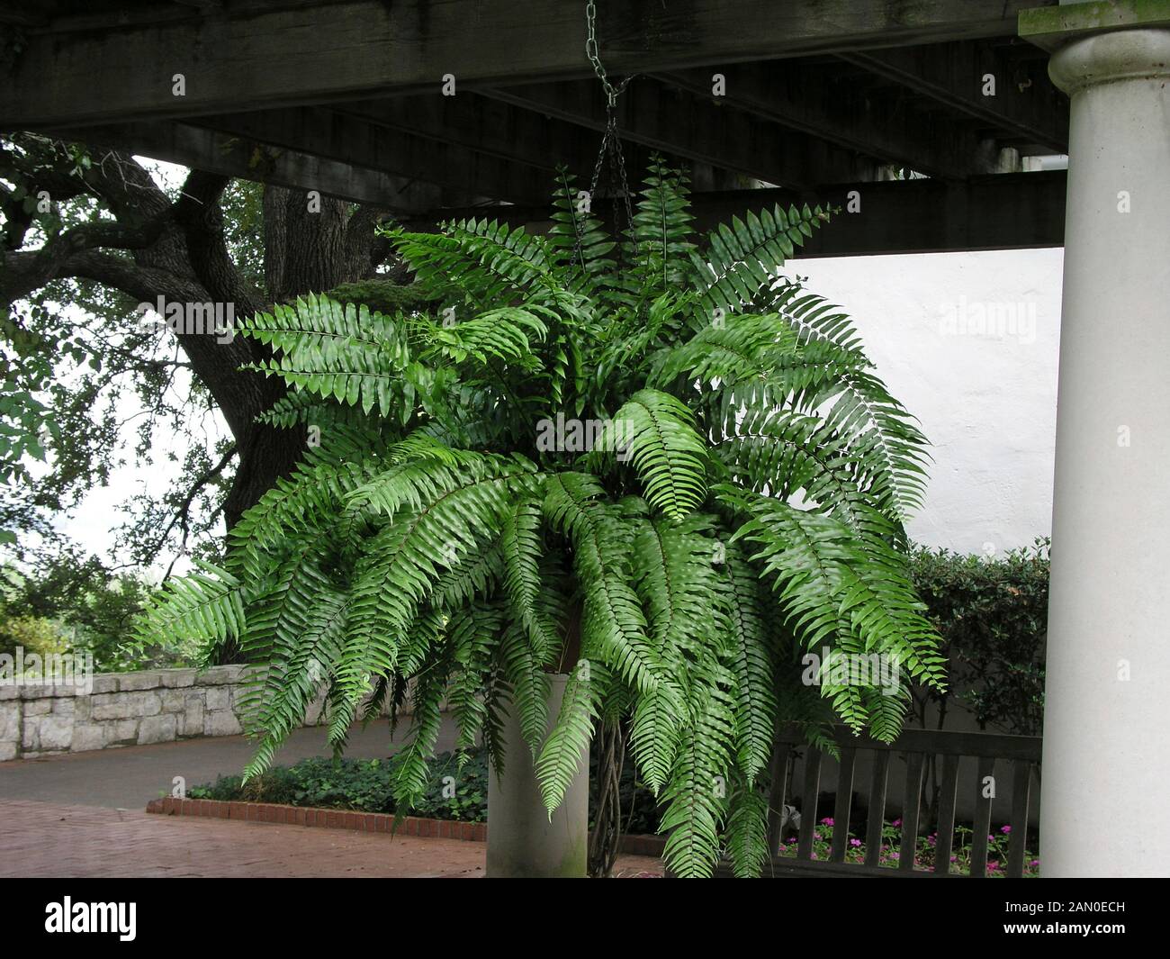 Macho fern hi-res stock photography and images - Alamy