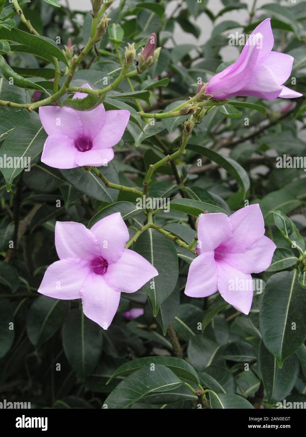 CRYPTOSTEGIA GRANDIFLORA Stock Photo