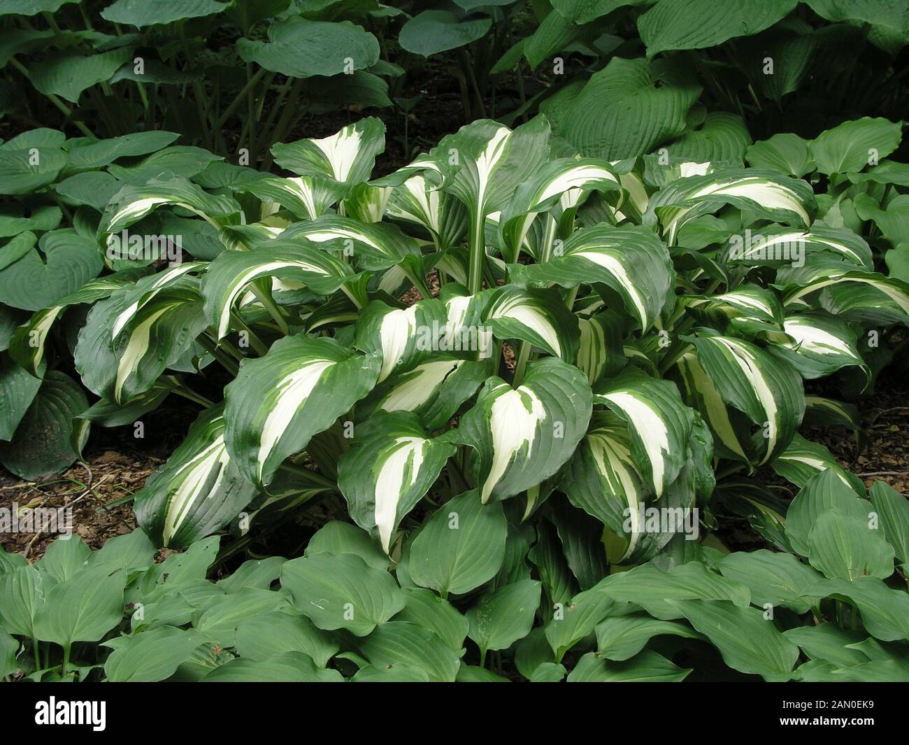 HOSTA MIDDLE RIDGE Stock Photo - Alamy
