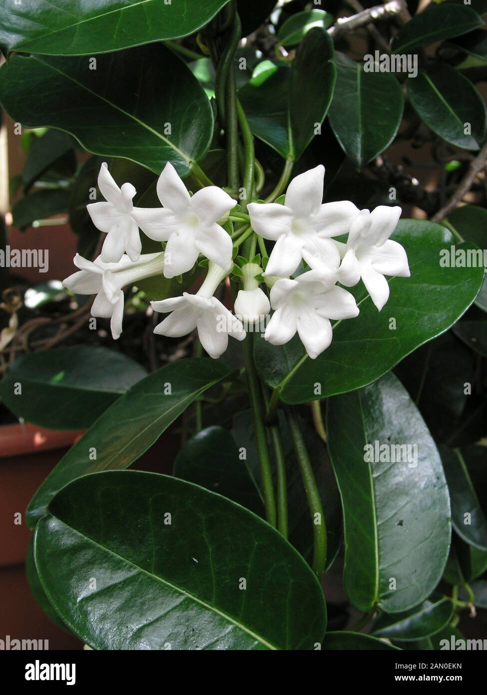 STEPHANOTIS FLORIBUNDA  (SYN. STEPHANOTIS JASMINOIDES) Stock Photo