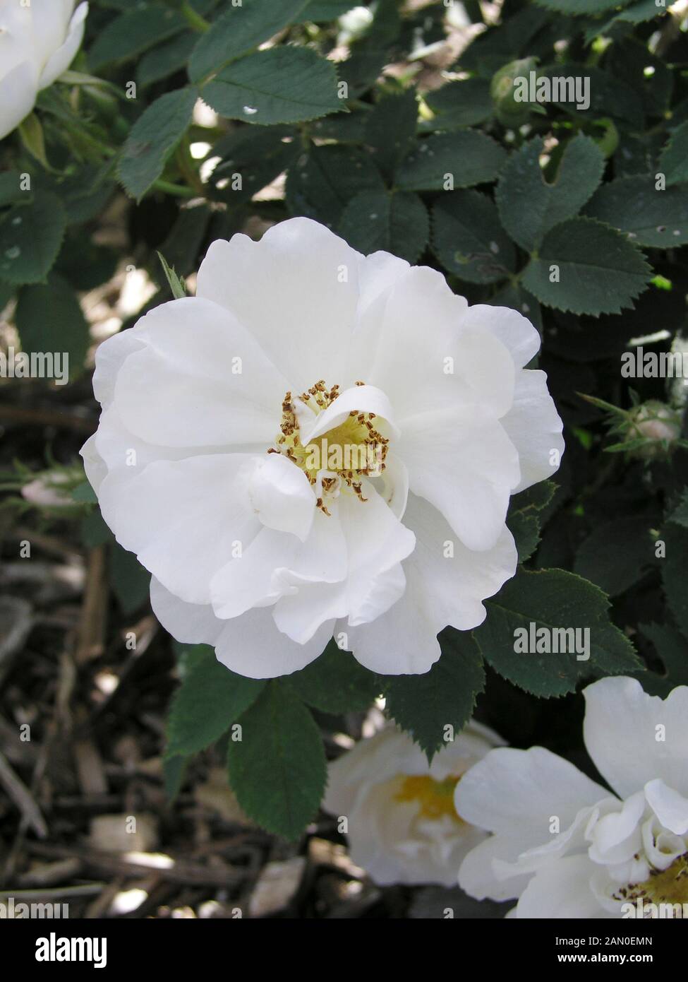 White Rose of York - Scotch Rose Rosa alba from Traite des Arbres