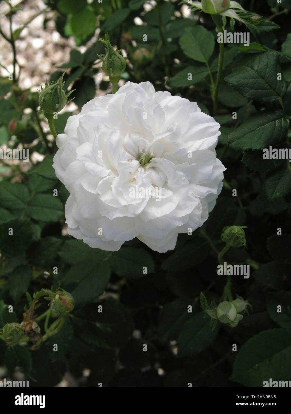 ROSA 'MADAME PLANTIER'  (SYN. ROSA 'THE BRIDE'S ROSE') Stock Photo
